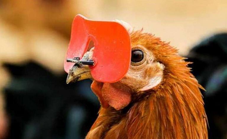 لماذا كان المزارعون يُلبسون الدجاج نظارات في الماضي؟