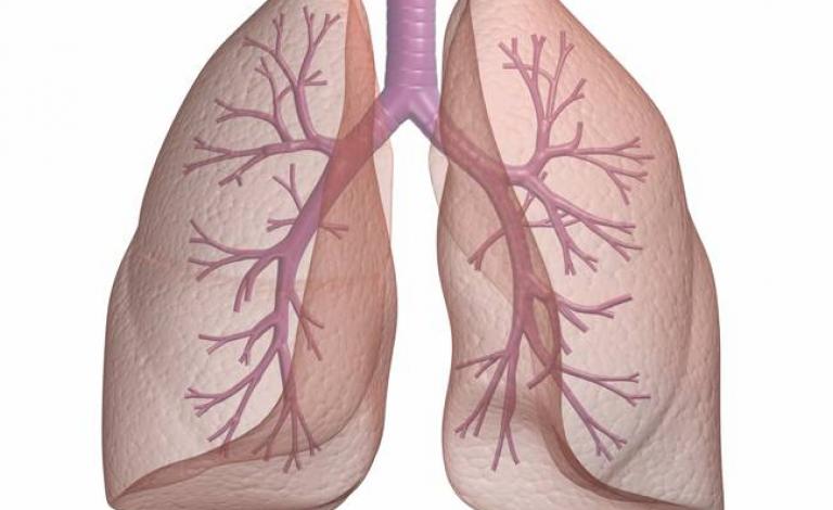 اكتشاف وظيفة جديدة وغير متوقعة للرئتين!