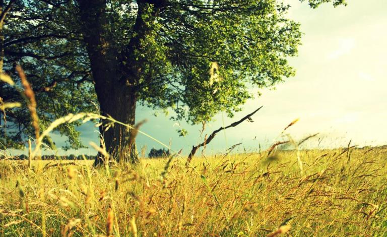 Nature_Seasons_Summer_Wheat_field_in_the_summer_036620_
