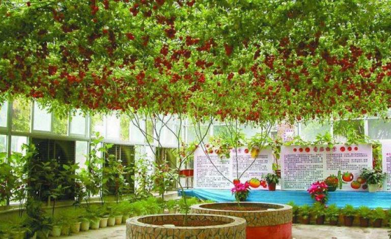 شجرة-طماطم-الأخطبوط3