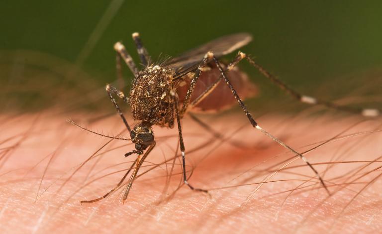 mosquito_tasmania_crop