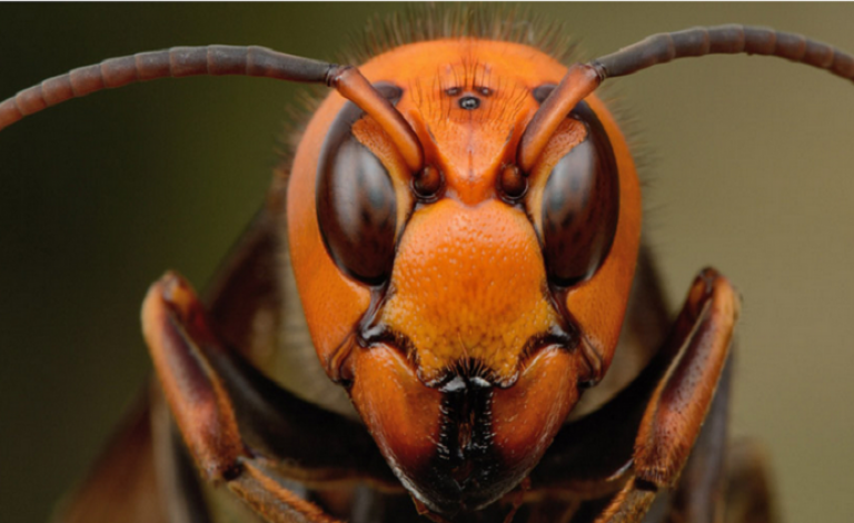 الحشرة القاتلة في اليابان!