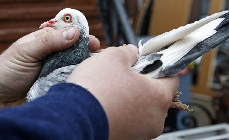 حمامة بسعر خيالي