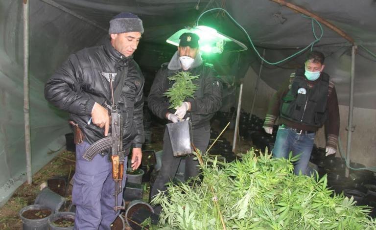 ضبط 3500 شتلة 