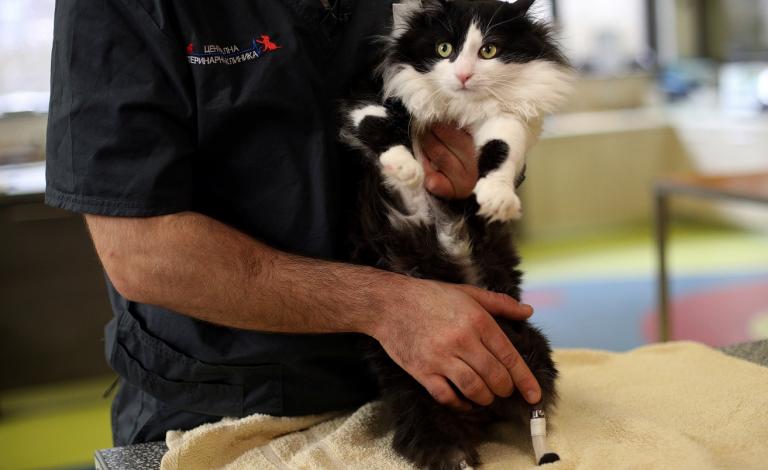 60-173031-pooh-cat-bionic-legs-3