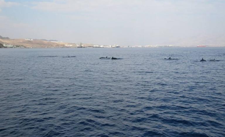 دولفين1