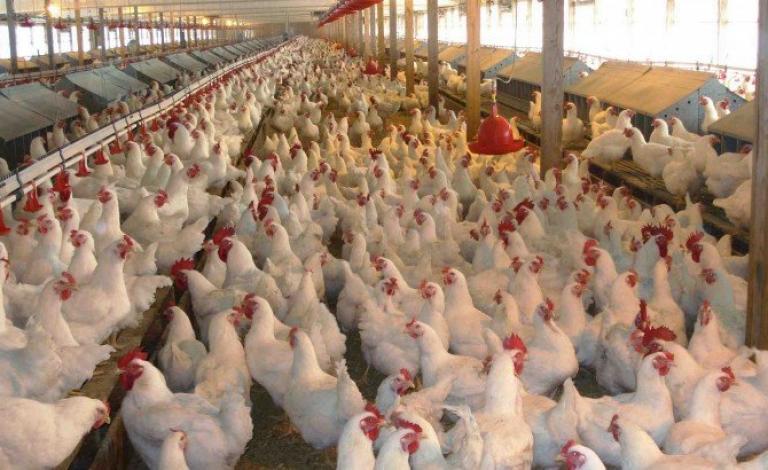 image_750x_5d6cbf1a082da