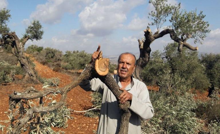 قطع-أشجار-الزيتون من مستوطنو الاحتلال بالضفة