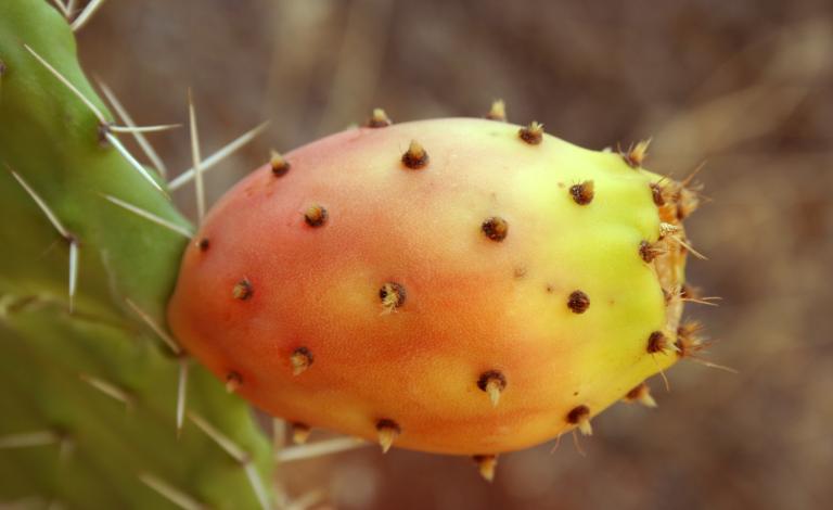 Opuntia_ficus-indica_fruit9