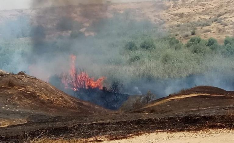 حريق في احراش الاحتلال