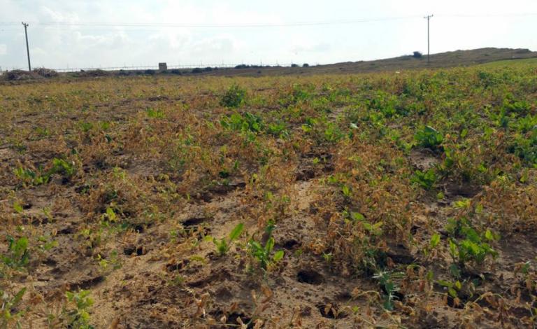 20151231_damaged_field_in_gaza_full