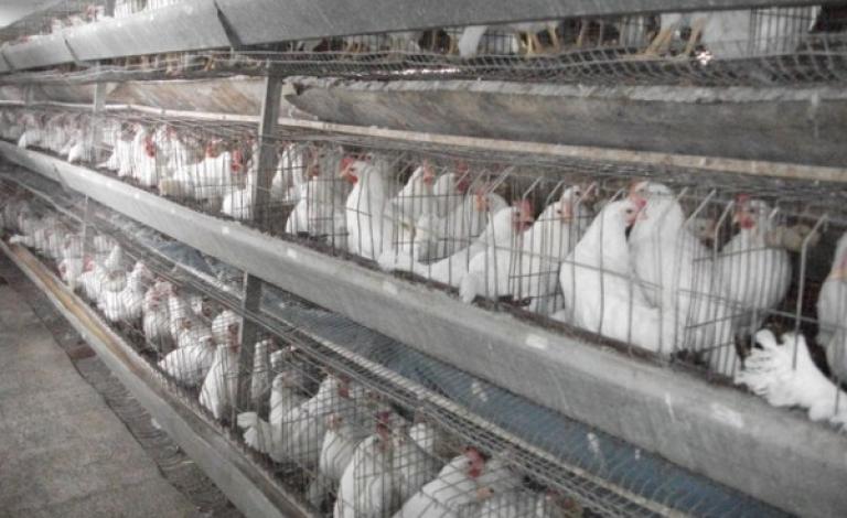 زراعة نابلس تعدم قطيعًا من الدجاج البياض