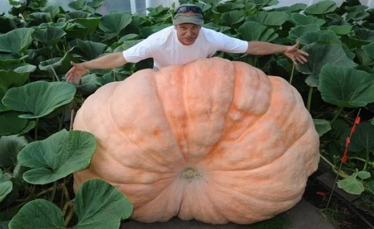 مهرجان المحاصيل في موسكو يكشف عن يقطينة عملاقة