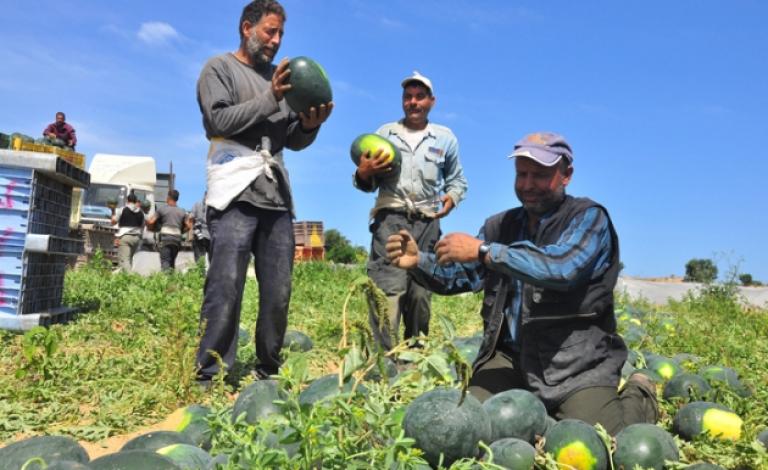 زراعة البطيخ