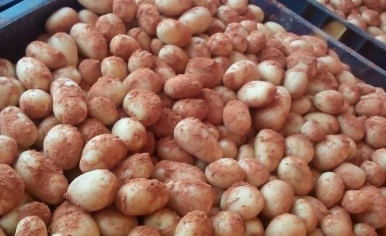 ضبط تاجر يخلط البطاطا بالتراب الأحمر