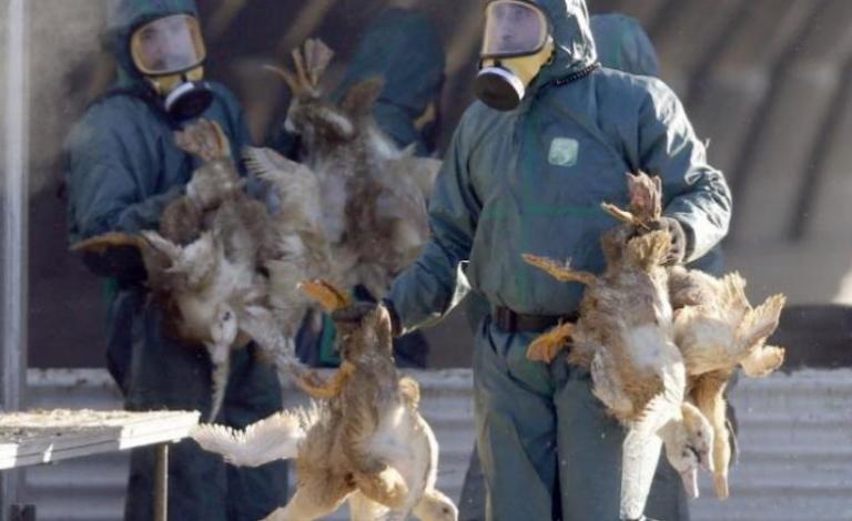 Bird flu reuters