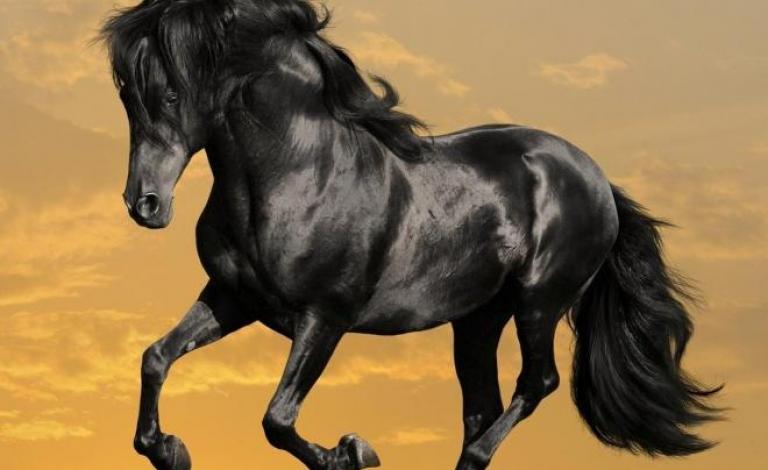 Arabian-Horses-1920x1080