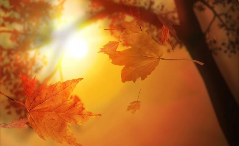 orange_autumn-widescreen_wallpapers