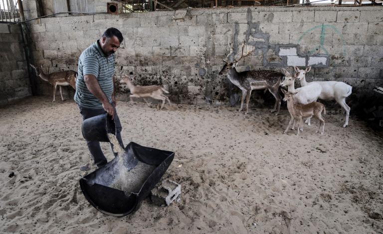 هواية منذ سنوات.. مواطن غزّي يربّي ستة غزلان