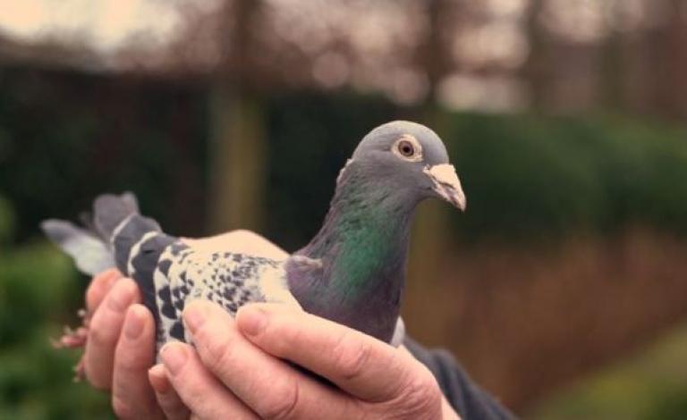 _106067051_pigeon4