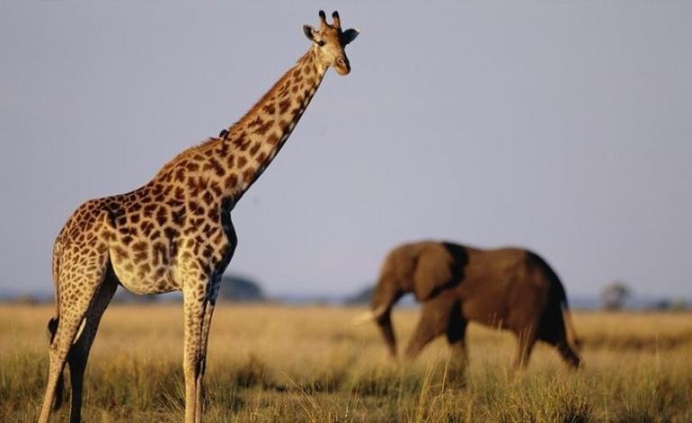 انخفاض عدد الفقاريات إلى مستويات كارثية!