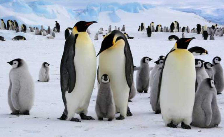 Emperor_Penguins_with_Chick_600