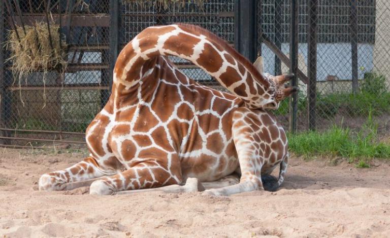 girafa-dorme-animal-0117-1400x800