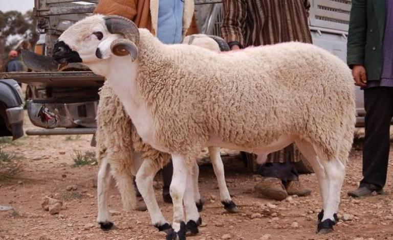 فلكياً.. تحديد موعد الأضحى المبارك 2021