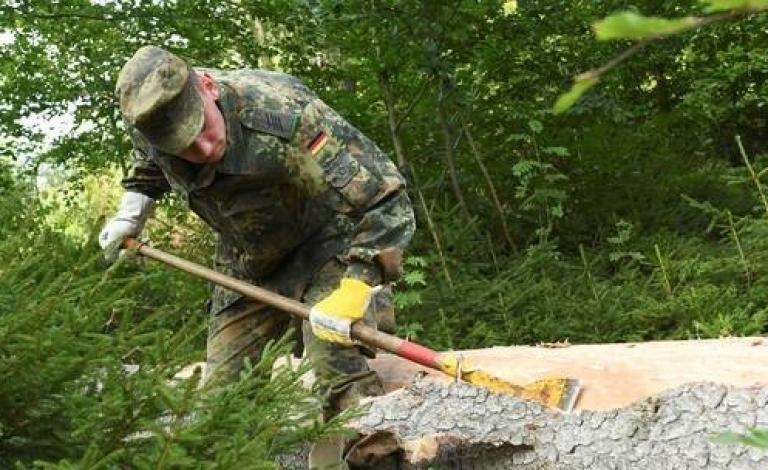 خنفساء يابانية تبث الرعب في ألمانيا