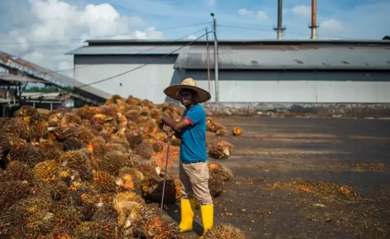 أحد المصانع في إندونيسيا لاستخراج زيت النخيل