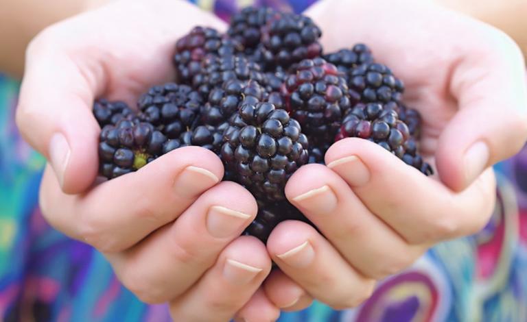 التوت الأسود