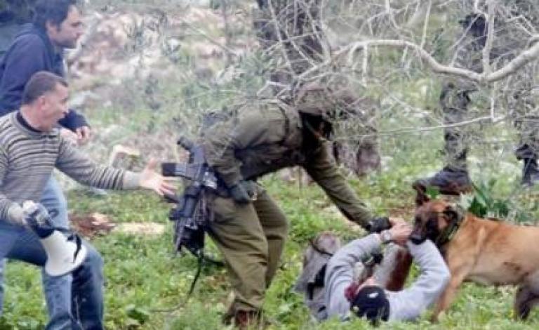 مشهد يُظهر كلبا إسرائيليا ينهش فلسطينيا خلال اعتقاله
