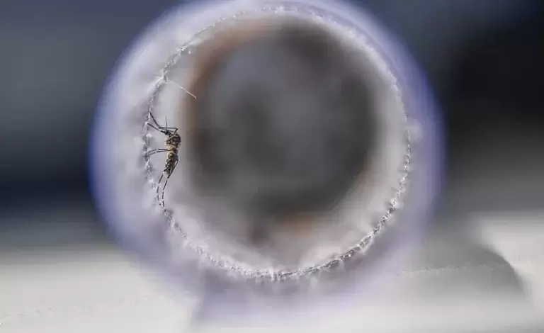 البعوض يهاجم ألوانا بعينها