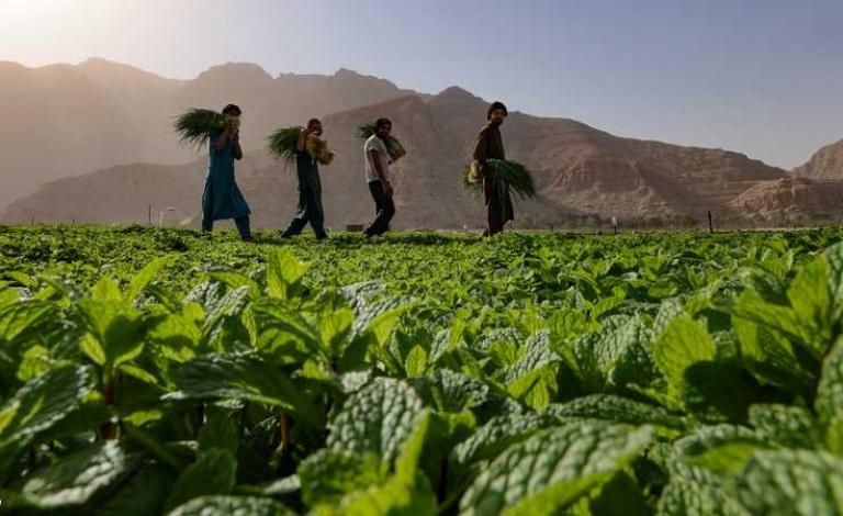 الخضار الورقي المعبأ داخل علب يكون مغسولا ثلاث مرات