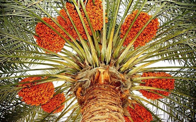 التمور في رمضان