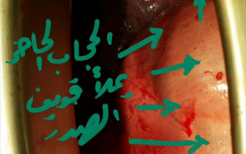 13000390_1533320433636514_1479894920_o (1)