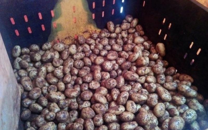 ضبط تاجر يخلط البطاطا بالتراب الأحمر