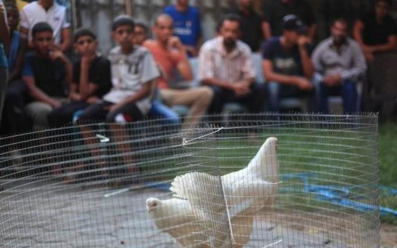 مسابقة-اجمل-ديك-وفرخة-البراهما-251 (1)