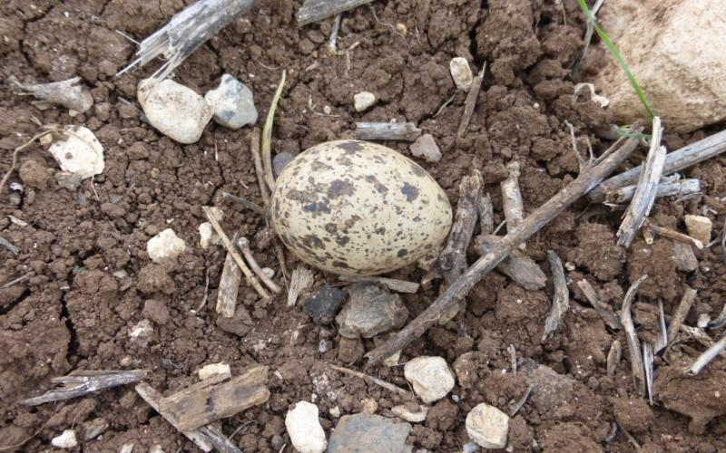 عش لطائر الكروان الصحراوي