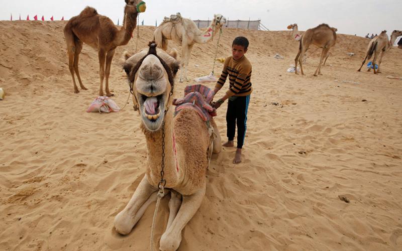 سباق الجمال في الإسماعيلية بمصر