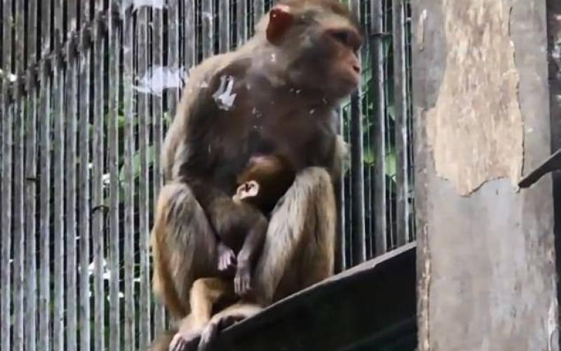 13237106-7005353-Net_users_many_of_them_animal_lovers_were_saddened_by_the_incide-a-48_1557311570279_398460