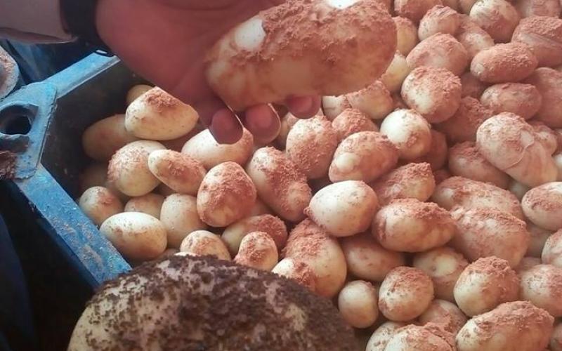 ضبط تاجر يخلط البطاطا بالتراب الأحمر