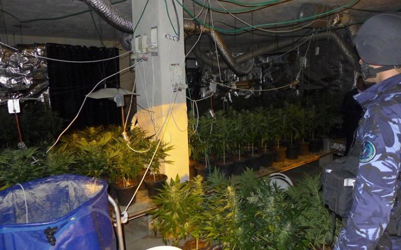 ضبط مستنبت لزراعة الماريجوانا قضاء الخليل