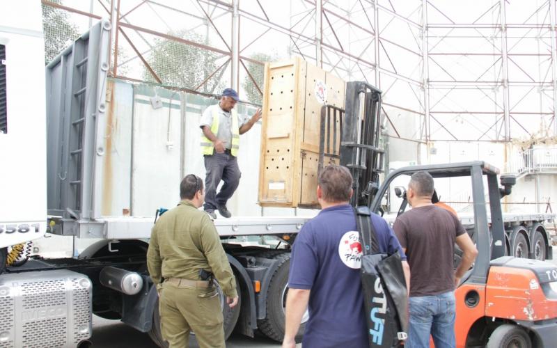 نقل حيوانات خارج غزة عبر إيرز (3)