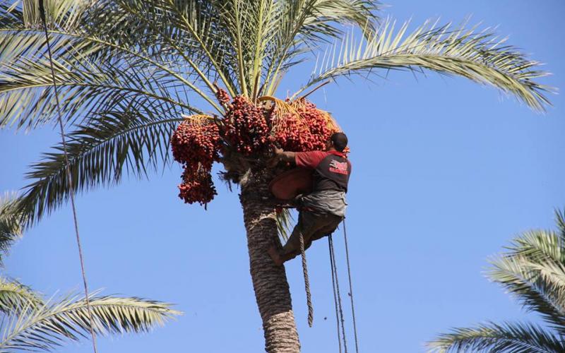 14462819_641672492668969_9093970998188254790_n