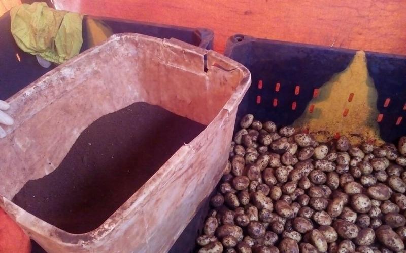 ضبط تاجر يخلط البطاطا بالتراب الأحمر