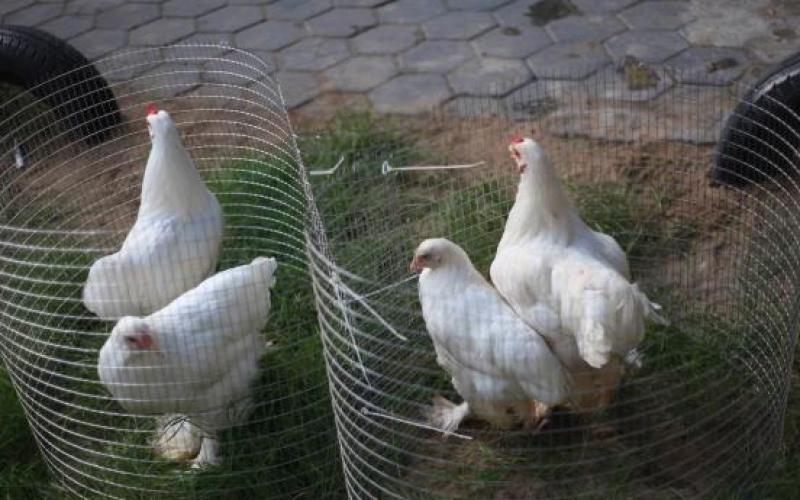 مسابقة-اجمل-ديك-وفرخة-البراهما-42 (1)