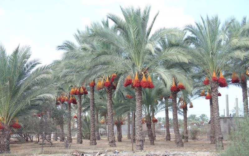 14494797_641678989334986_536533503015669682_n (1)