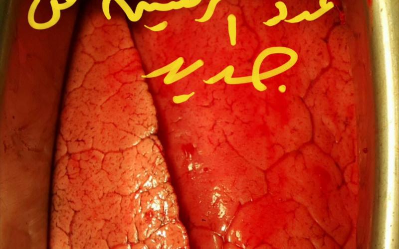 13010213_1533320476969843_82135385_o