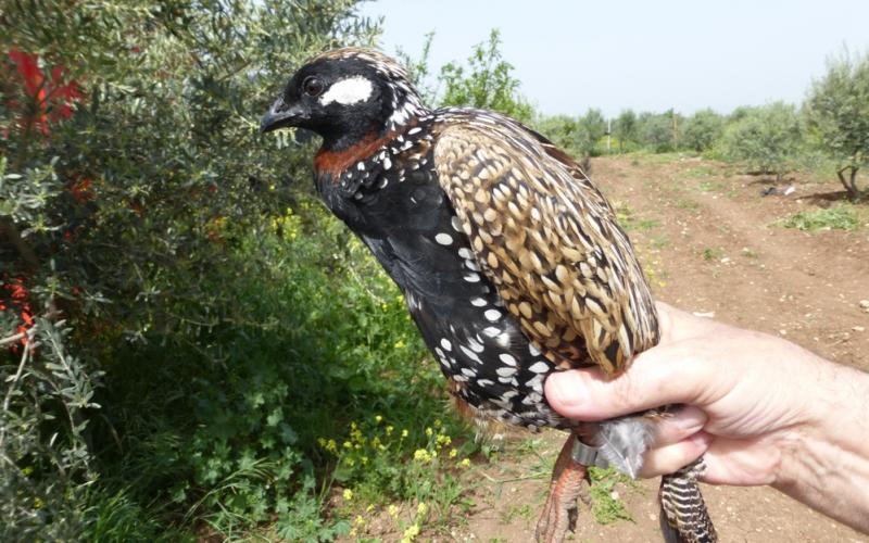 الحجل الاسود